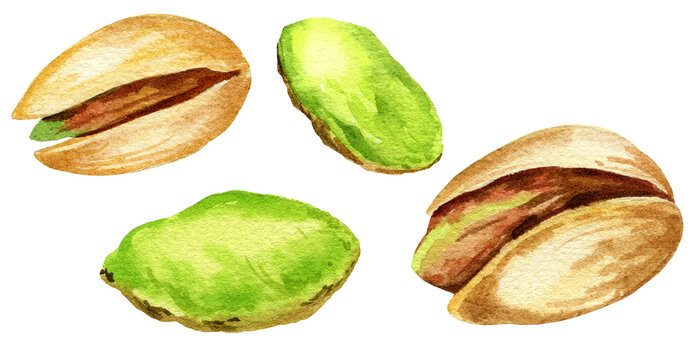 set of watercolor pistachio nuts, hand drawn illustration of snack, sketch of nuts
