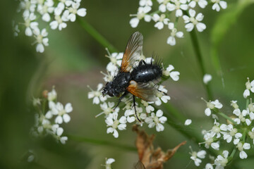 Detailed natural closeup on a spiky Tachnid fly, Zophomyia temula sitting on a white flower