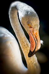 Gros plan sur un flamant rose