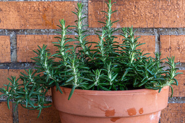 Rosmarinus officinalis. Salvia. Rosemary, potted plant. - obrazy, fototapety, plakaty