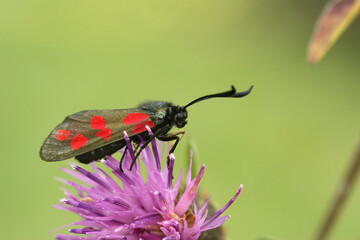 Closeup on a colorful diurnal six spotted burnet moth, Zygaena filipendula on a purple knapweed flower