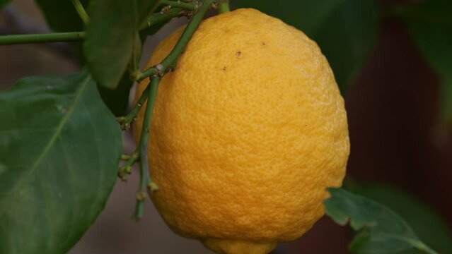 Panning up on ripe citrus fruit growing on a tree