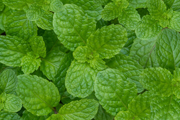 Fresh set of peppermint is used as an aromatic vegetable in cooking . It's a vegetable garden.
Top...