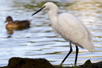 Aigrette à l'affût sur les rives d'un lac