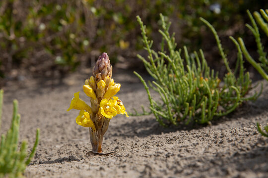Cistanche Yellow Flower, Nayband National Park, Iran