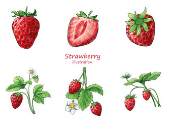 Hand drawn transparent background strawberry illustration