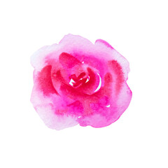 Isolated watercolor pink rose