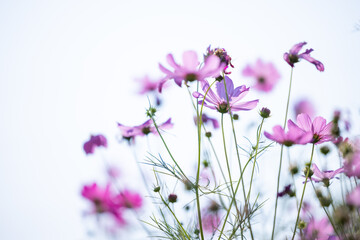 Fototapeta premium Close up,cosmos flowers in the meadow isolated on white background. Cosmos flowers with green stem are blooming. Beautiful colorful cosmos blooming in the field. copy space, space for text.