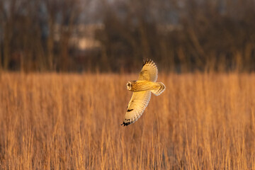 A Short Eared Owl flies in the hours before dusk and at dusk in search of field mice, sometimes...