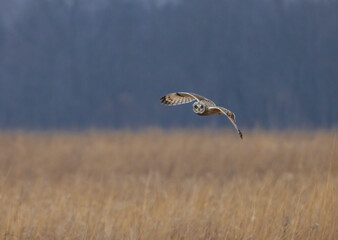 A Short Eared Owl flies in the hours before dusk and at dusk in search of field mice, sometimes...