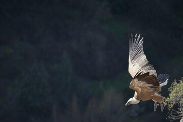 Buitre en vuelo hoces del duraton Segovia Espa&ntilde;a