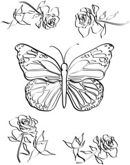 Black and white butterflies with roses illustration