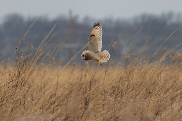 A Short Eared Owl flies in the hours before dusk and at dusk in search of field mice, sometimes...