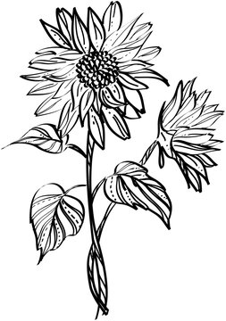 Black and white sunflower isolated illustration