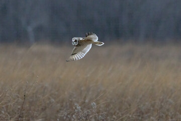 A Short Eared Owl flies in the hours before dusk and at dusk in search of field mice, sometimes called Voles in Central Ohio in Winter months.