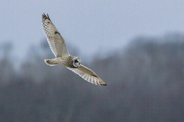A Short Eared Owl flies in the hours before dusk and at dusk in search of field mice, sometimes called Voles in Central Ohio in Winter months.