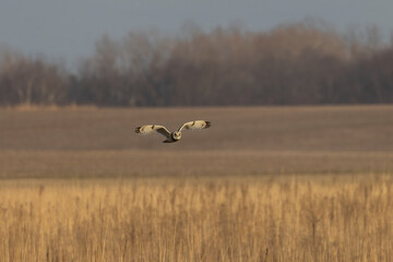 A Short Eared Owl flies in the hours before dusk and at dusk in search of field mice, sometimes...