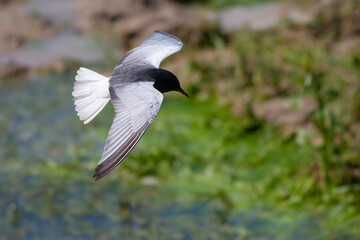 water bird seeking prey, Black Tern, Chlidonias niger