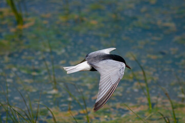 water bird seeking prey, Black Tern, Chlidonias niger