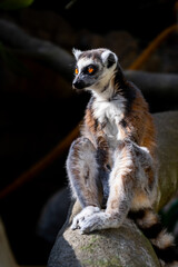 Lemur sitting on a branch.