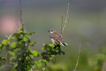 bird looking around  in woodland, Red-breasted Flycatcher, Ficedula parva