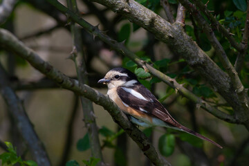 Fototapeta premium bird looking around in woodland, Masked Shrike, Lanius nubicus