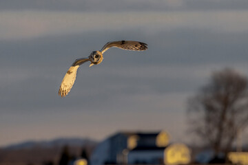 A Short Eared Owl flies in the hours before dusk and at dusk in search of field mice, sometimes...