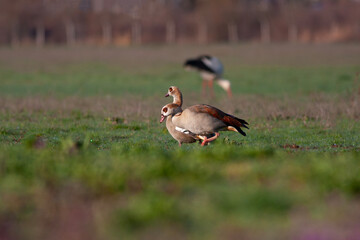 large bird on the grass, Egyptian Goose, Alopochen aegyptiaca	