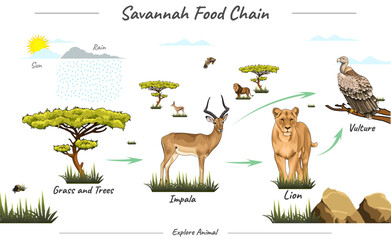 simple food chain in savannah illustration