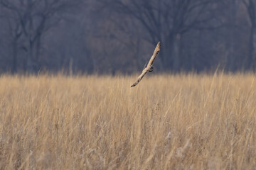 A Short Eared Owl flies in the hours before dusk and at dusk in search of field mice, sometimes...