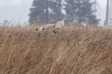 A Short Eared Owl flies in the hours before dusk and at dusk in search of field mice, sometimes...