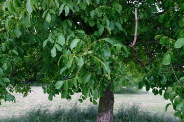 FU 2022-06-05 Rattenpark 29 Am Walnussbaum hängen kleine grüne Früchte zwischen den dichten...