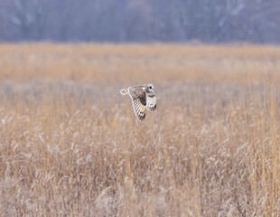 A Short Eared Owl flies in the hours before dusk and at dusk in search of field mice, sometimes called Voles in Central Ohio in Winter months.