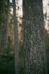 Moss covered tree trunk close-up. Moss cover on tree bark background. Close-up moss texture on tree surface.
