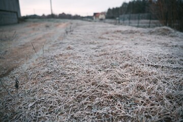 Frozen grass in the winter morning. Cold weather background concept.