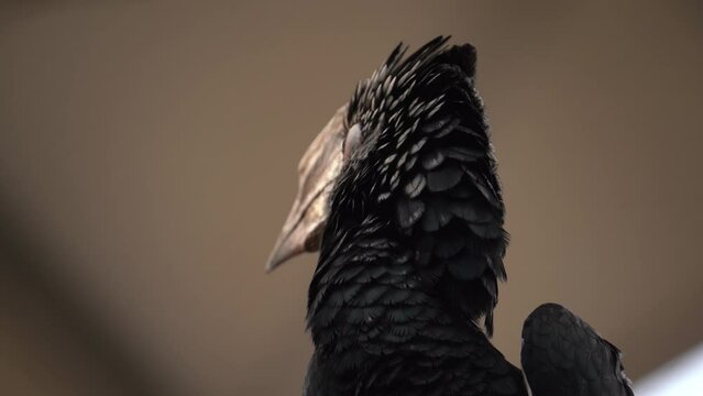 Close up Shot of Silvery-cheeked Hornbill bird (Bycanistes brevis) - Wild life animal