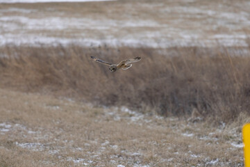 A Short Eared Owl flies in the hours before dusk and at dusk in search of field mice, sometimes called Voles in Central Ohio in Winter months.