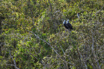 Cormorans perchés dans un arbre