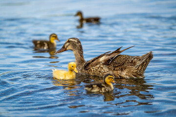 Femelle canard colvert et ses petits canardeaux