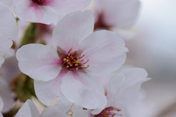 桜のクローズアップ