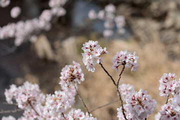 桜の花
