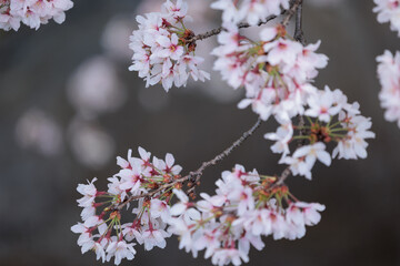 桜の花