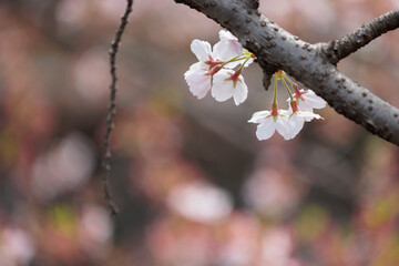 桜の花