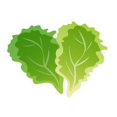 Fresh green leaf lettuce isolated illustration