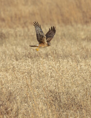 A female Northern Harrier flies low searching for prey during an evening with high winds in Central Ohio. 