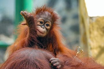 baby bornean orangutan