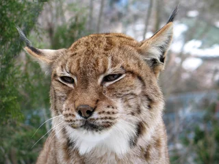 Foto op Aluminium Eurasian lynx (Lynx lynx) portrait © Hipokamp