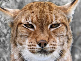 Meubelstickers Eurasian lynx (Lynx lynx) portrait © Hipokamp
