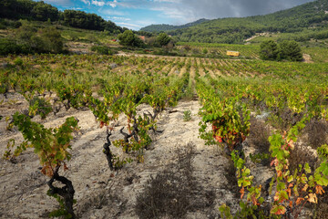 Fototapeta na wymiar Vignes en automne en Provence