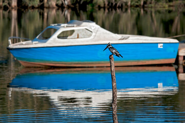 Martin-pêcheur pie à l'affût au bord d'un étang